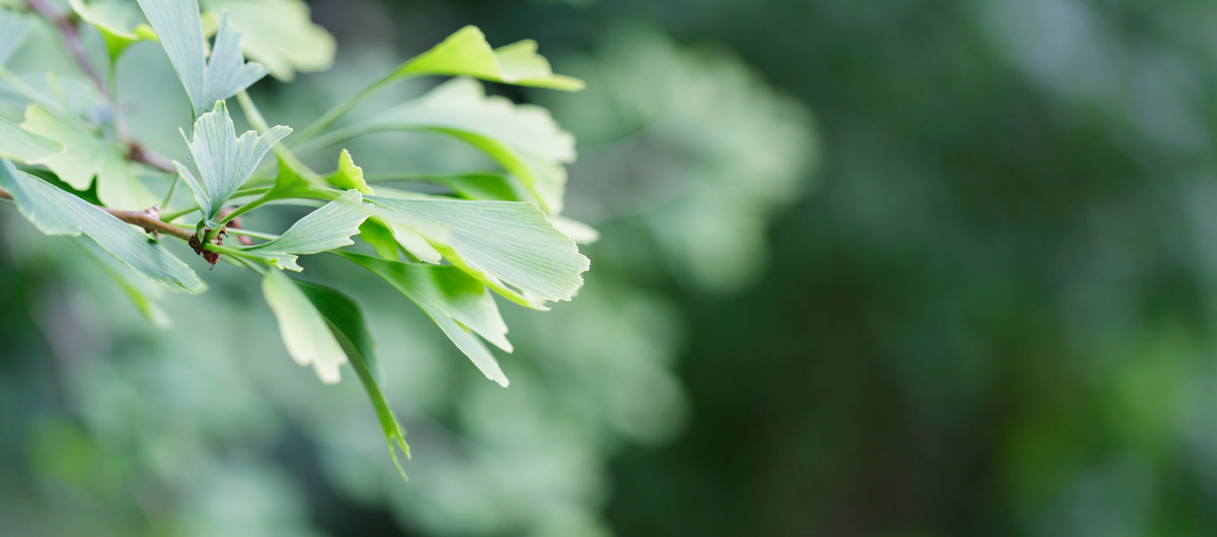 Ginkgoblatt