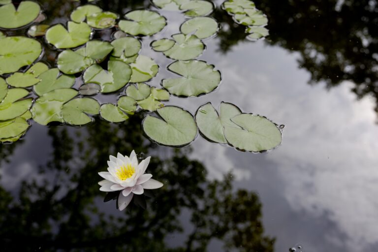 Einzelne weiße Seerosenblüte auf einem stillen Teich