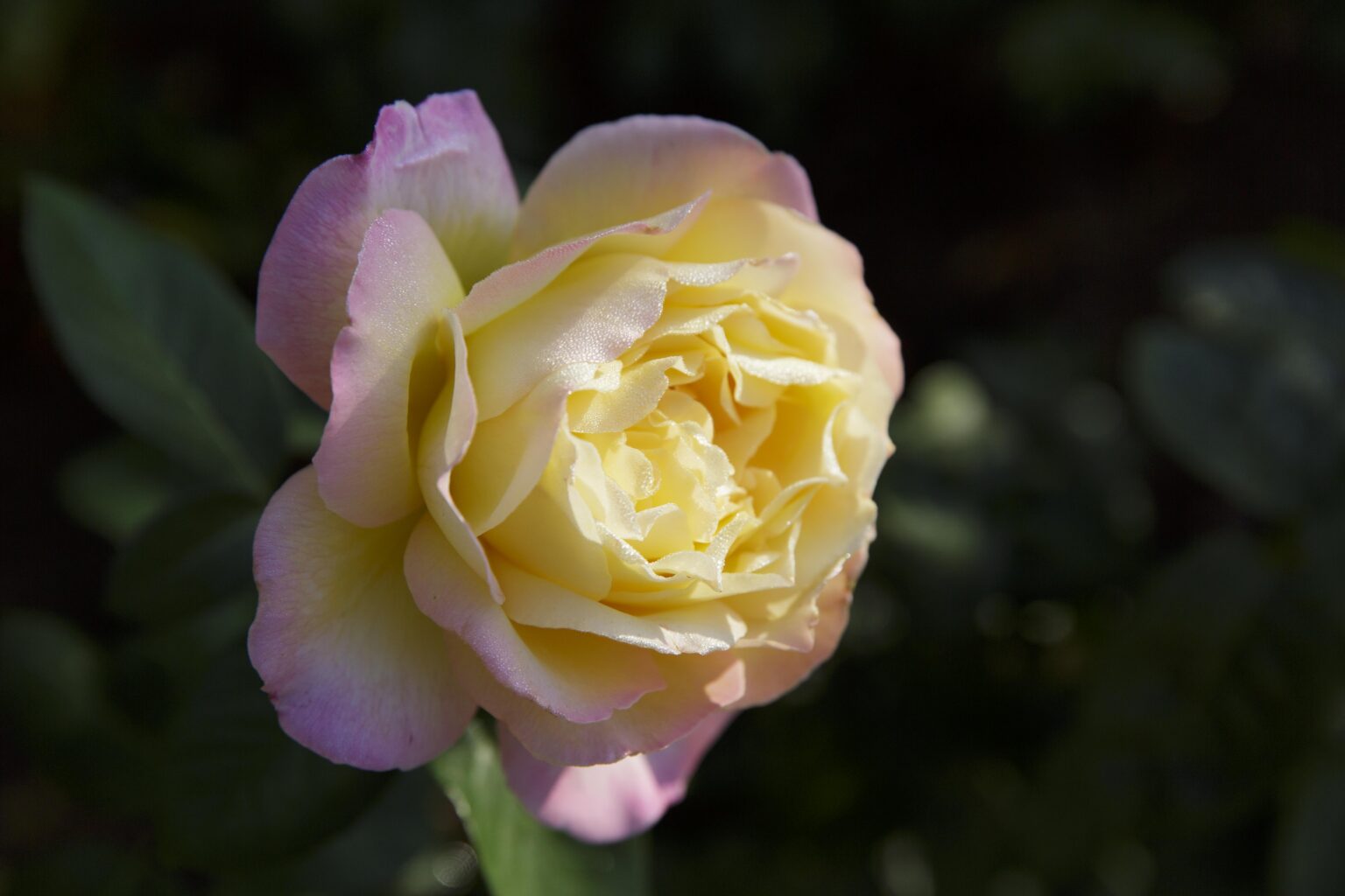 Gelb-rosa Rosenblüte vor dunklem Hintergrund