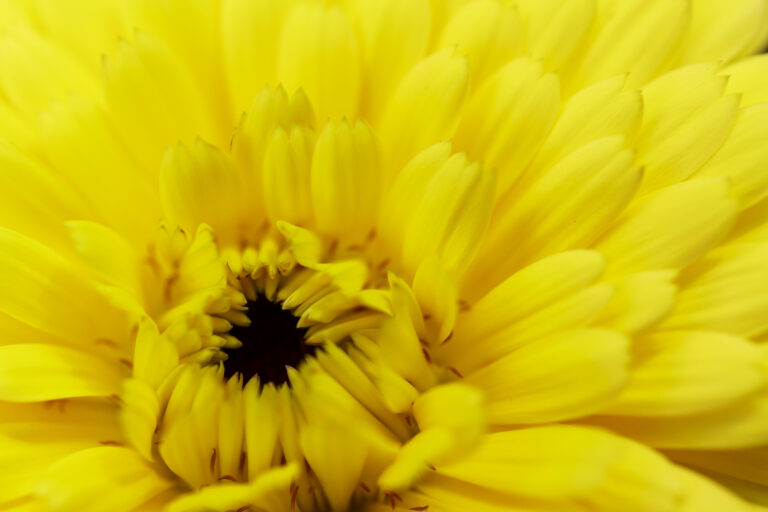 Leuchtend gelbe Blüte in Nahaufnahme