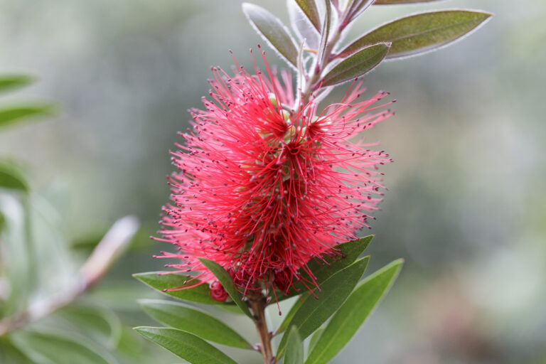 Rote Zylinderputzer-Blüte an einem grünen Zweig