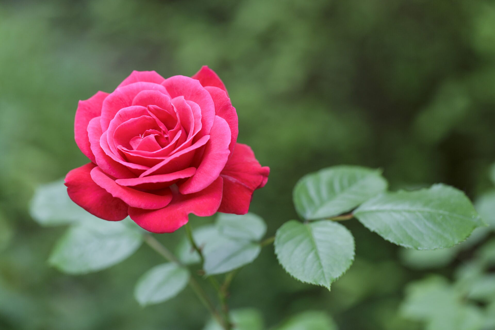 Rote Rosenblüte vor grünem Hintergrund